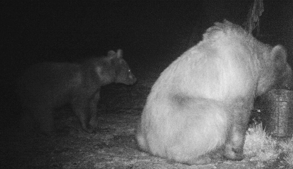 Последняя фотография медведь в палатке