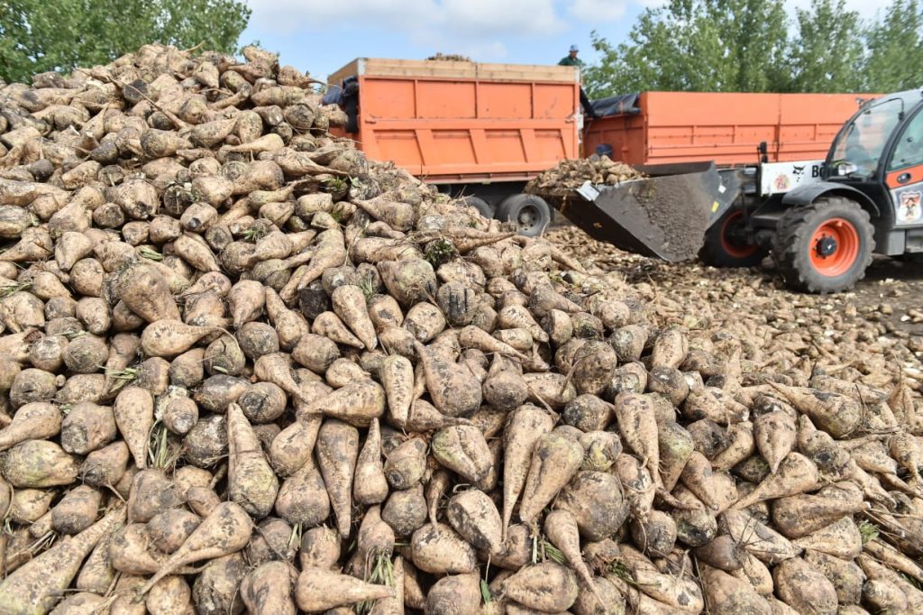 В этом году на Кубани отечественными семенами свеклы засеют большую площадь, чем в прошлом