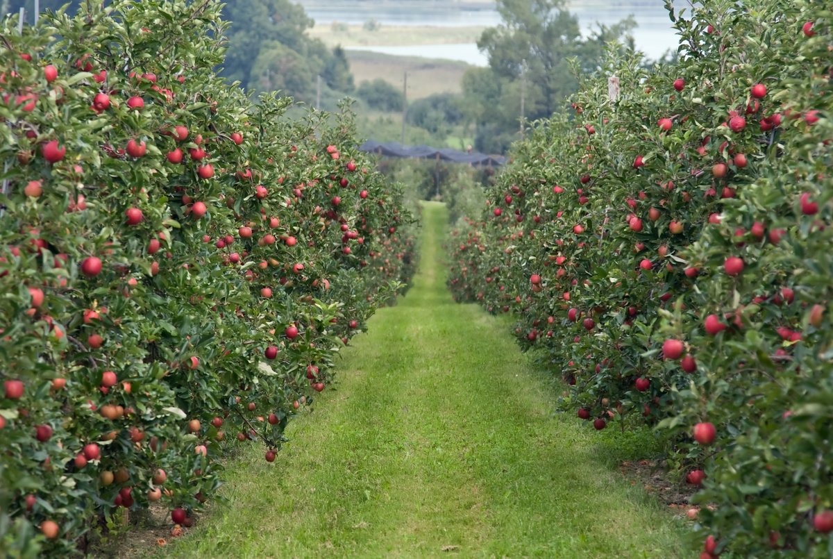 Яблоневые сады Краснодарского края