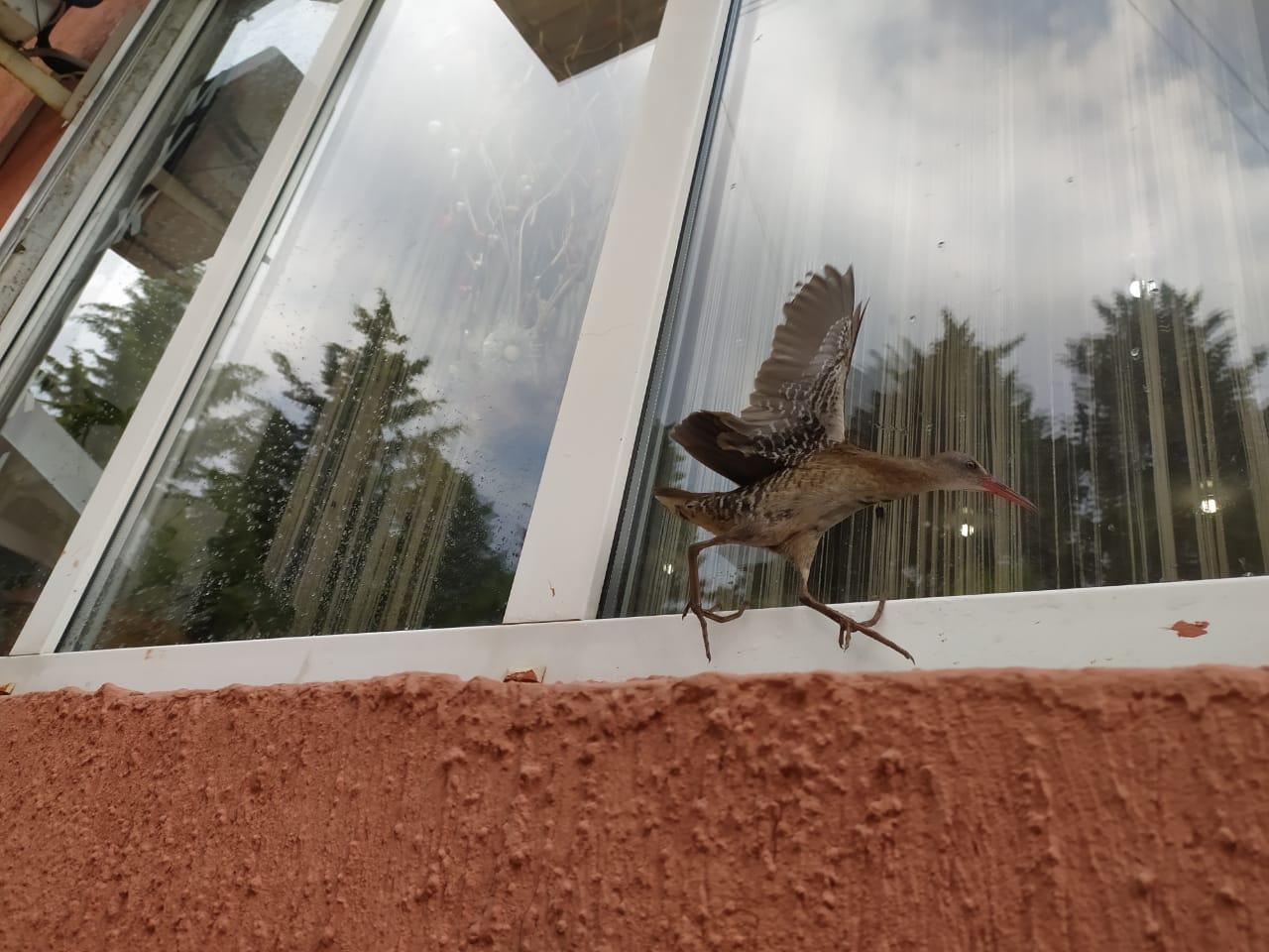 Птичка в окне примета. Птицы на окна. Птица врезалась в окно. Птица ударилась в окно. Птица на подоконнике.