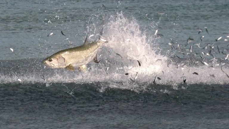 В Сочи туристку ударила вылетевшая из моря рыба