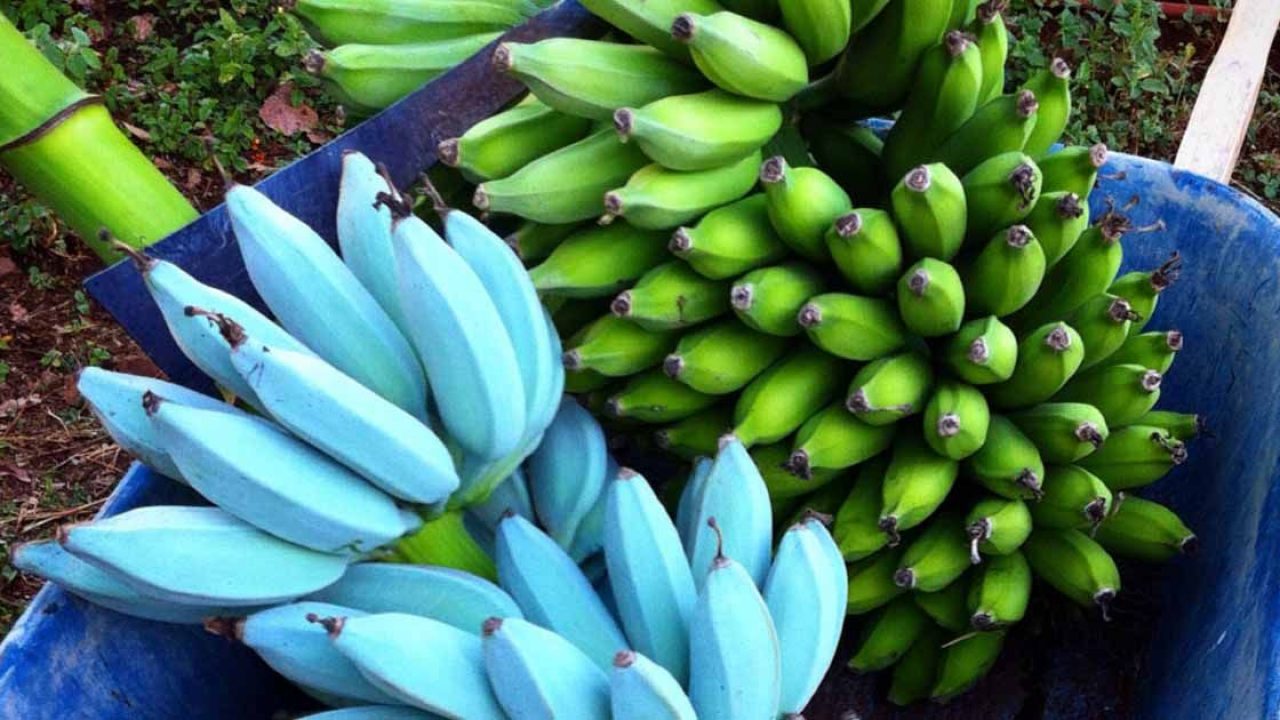 Какие бывают бананы. Сорт банана голубая Ява. Голубой бирманский банан. Красный банан Пальметум. Разноцветные бананы.