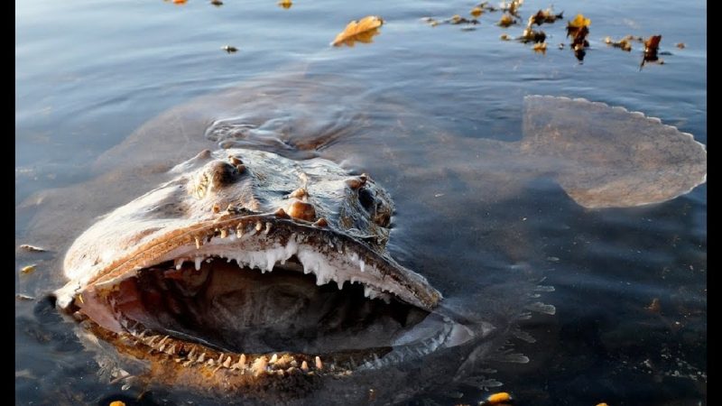 Какая рыба водится в ворде