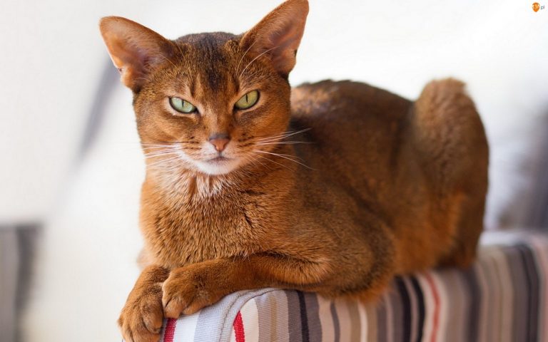 Болезни которыми можно заразиться от кошек