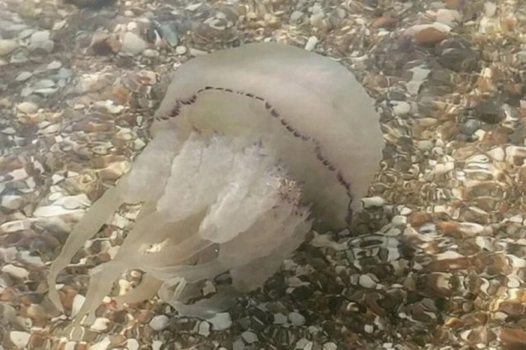 В Азовском море продолжается нашествие медуз