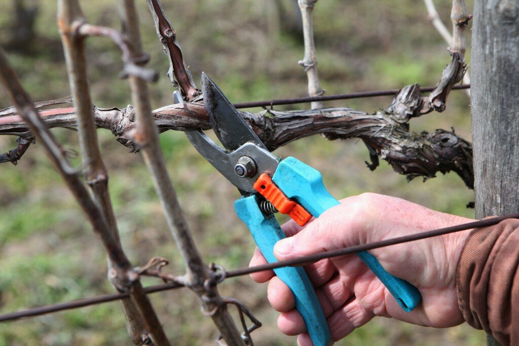 Как обрезать виноград на зиму, рассказал туапсинский агроном Иван Гарезин