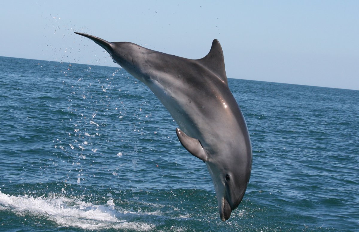 Дельфин Азовка морская свинья