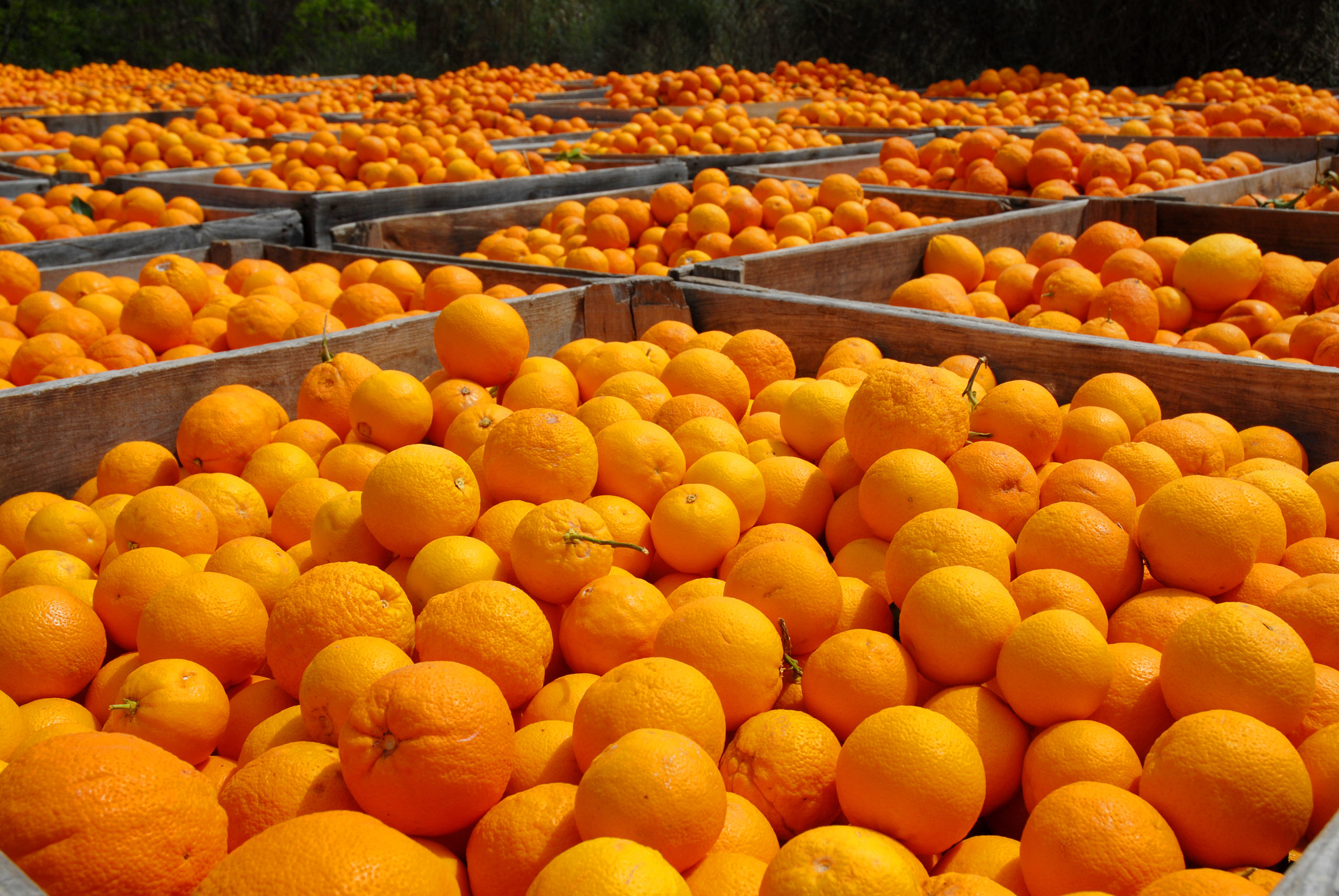 апельсины из марокко
