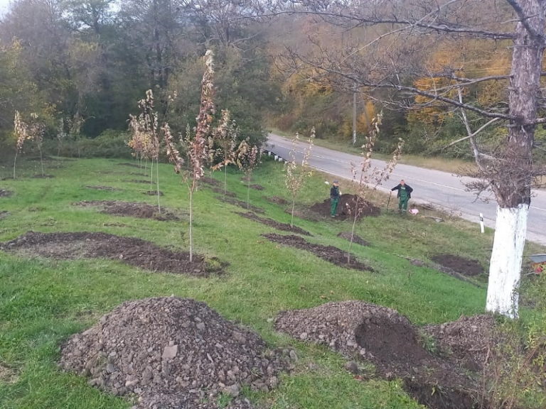 В Георгиевском высадили больше 160 деревьев и кустарников