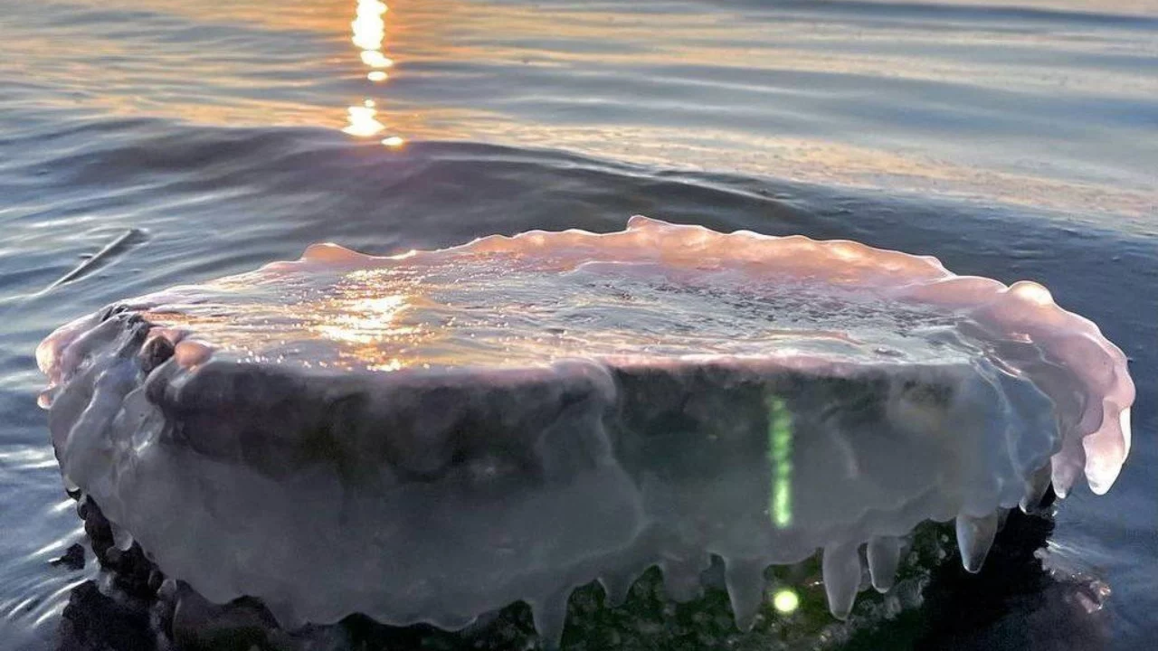 Вода в Азовском море остыла до нуля градусов | Новости Туапсе