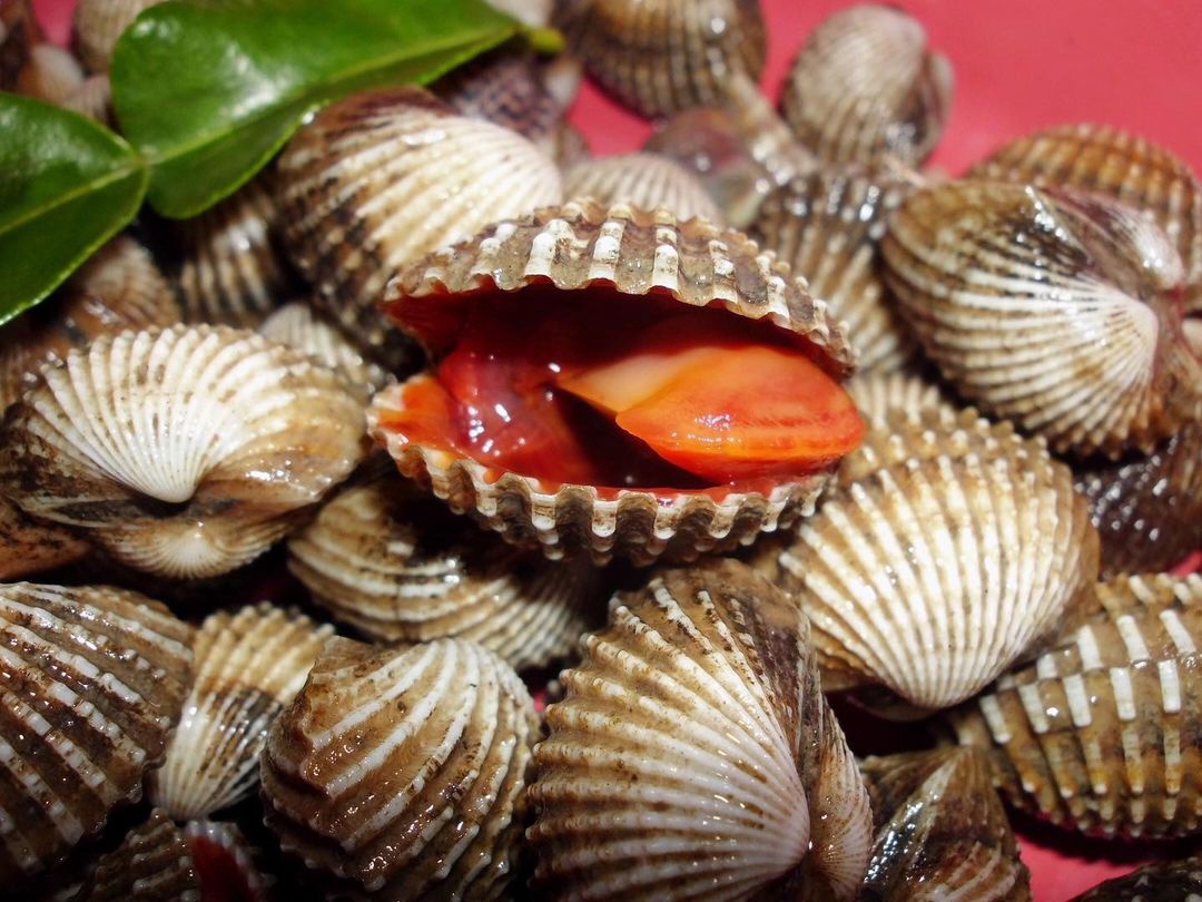 Виды съедобных моллюсков фото и названия
