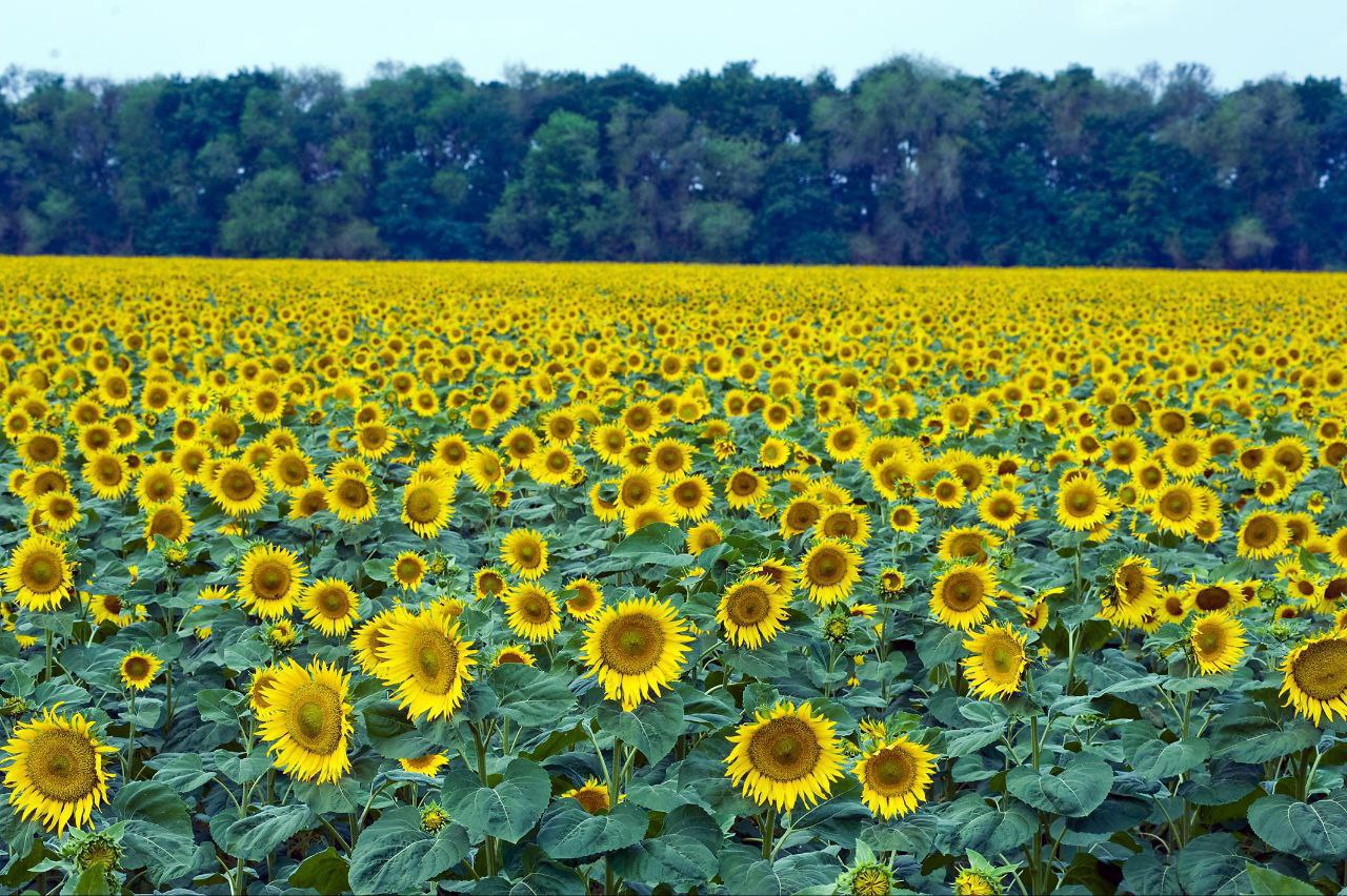 подсолнечник красностебельный. Sativus – посевной подсолнечник. сорт тристан подсолнечник. подсолнечник обыкновенный. винсент ван гогподслонухи.