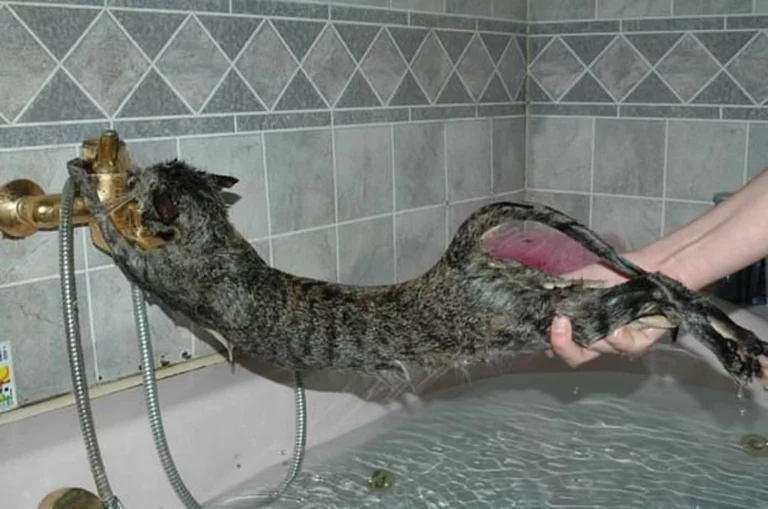 Стоит ли купать кота?