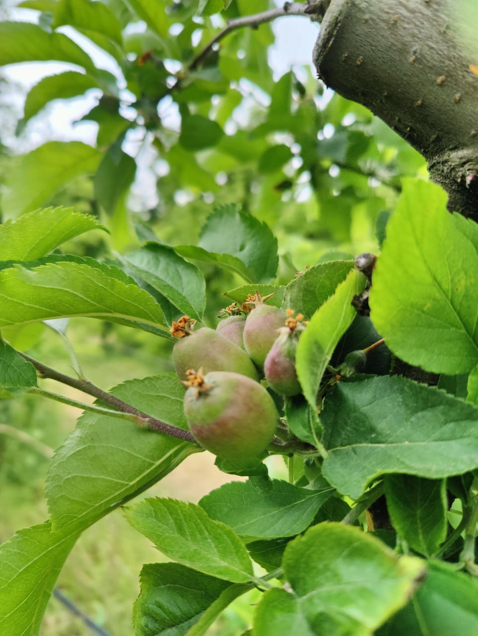 Первый урожай яблок в Туапсинском районе будет уже в конце июня ...