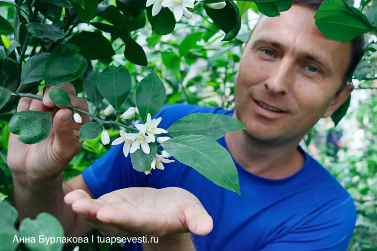 20 видов цитрусовых 
