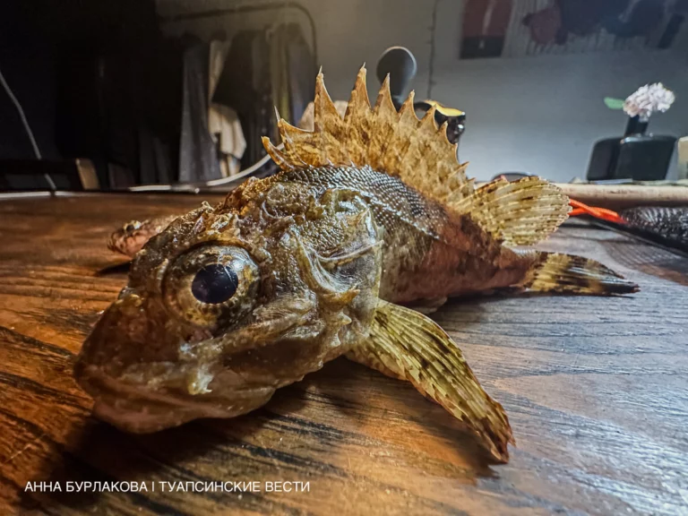 Опасные рыбы Черного моря у берегов Сочи: кого стоит остерегаться